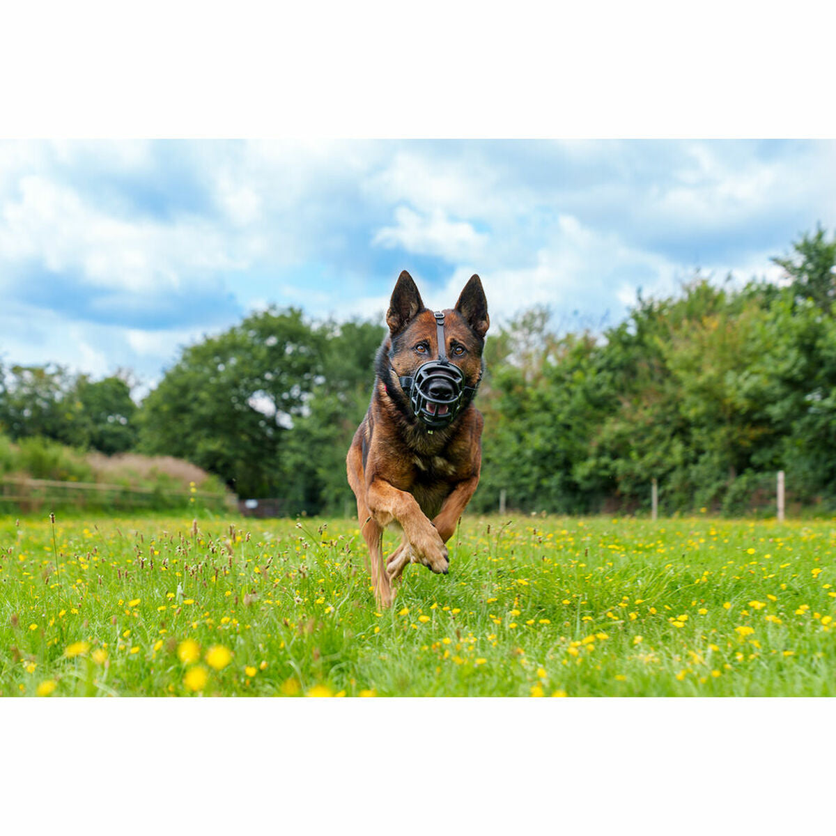 Maulkorb Company of Animals 75690 Schwarz 3