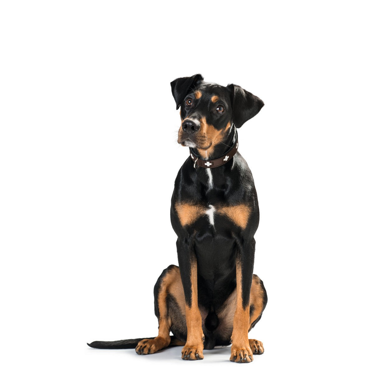 Hundehalsband Hunter Swiss 41-49 cm