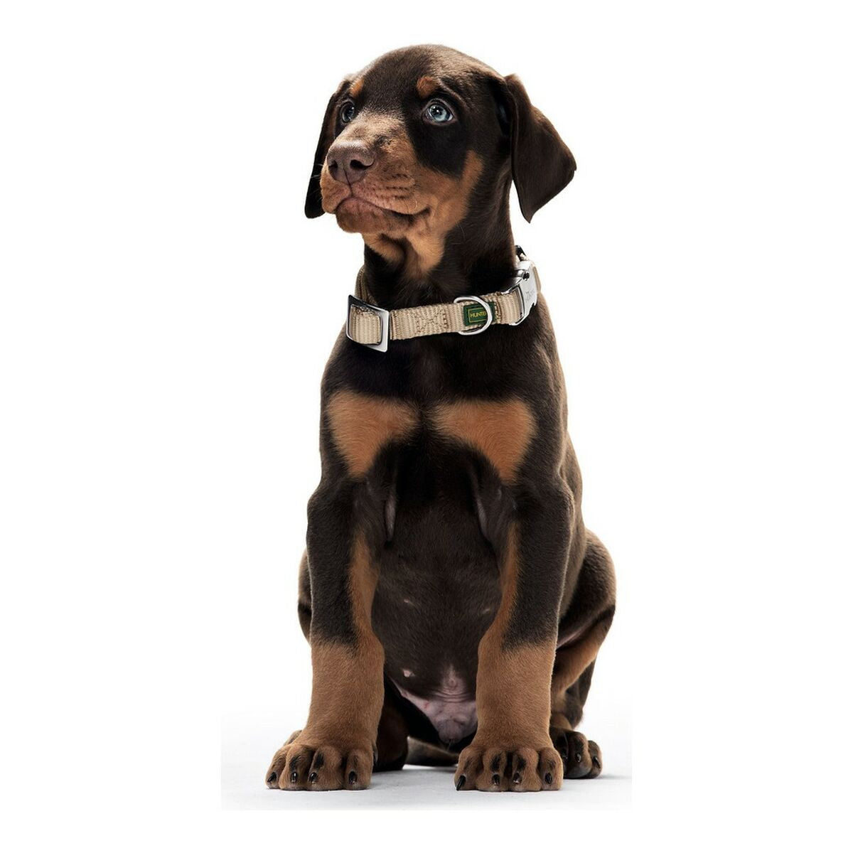 Hundehalsband Hunter Alu-Strong Beige S (30-45 cm)