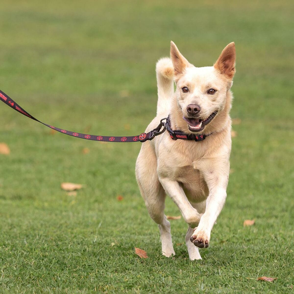 Hundehalsband Deadpool XXS/XS Schwarz