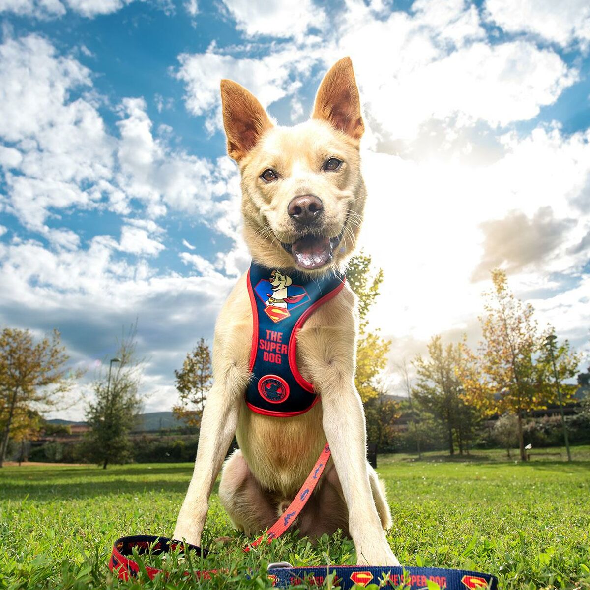 Hundegeschirr DC Pets Blau XS/S